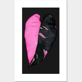 PHILODENDRON PINK PRINCESS BLACK CHERRY Posters and Art